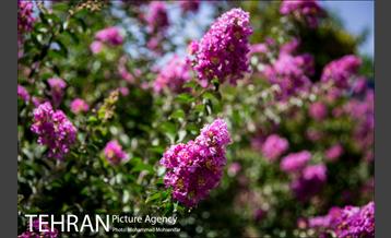 گل های توری 3