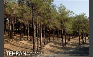 پارک جنگلی چیتگر 13