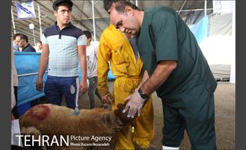 عرضه دام زنده در منطقه 19 شهرداری تهران 11