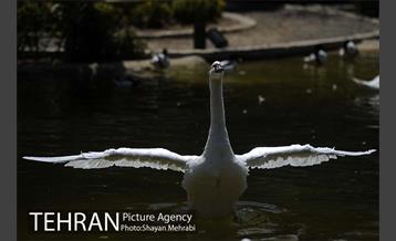 باغ پرندگان 30