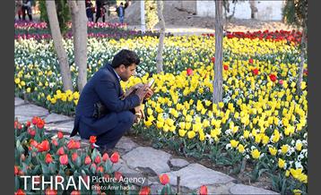 جشنواره لاله‌ها در بوستان زندگی محله هرندی 24