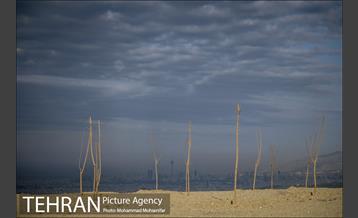 بازدید از پروژه جنگل کاری 1250 هکتاری 7