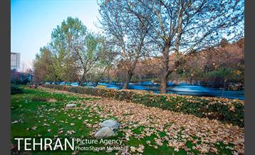 پاییز پل طبیعت 36