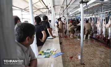 مرکز عرضه دام بهداشتی به مناسبت عید قربان 25