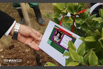 غرس ۱۱۰۰ نهال در منطقه ۱۱ 2