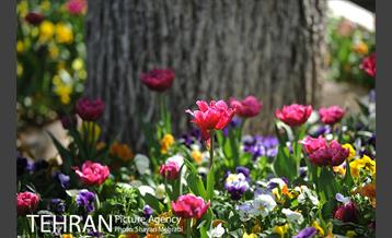 رویش گل های لاله در بوستان لاله 17