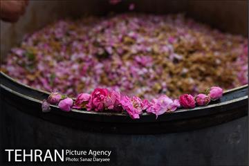 آیین گلاب­گیری «زیارت گل» 11