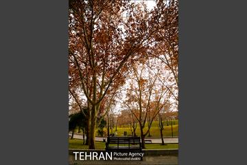 پارک ملت دریک روز زمستانی 3
