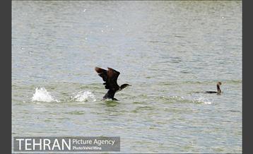 حضور پرندگان مهاجر در تهران 3