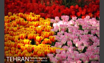 رویش گل های لاله در بوستان ملت 35