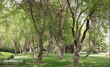 بوستان بانوان نرگس 16