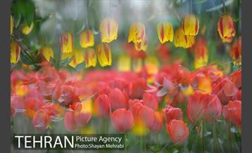 روش گل های لاله در باغ ایرانی 37