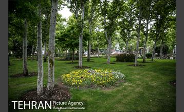 بوستان سیمرغ 8