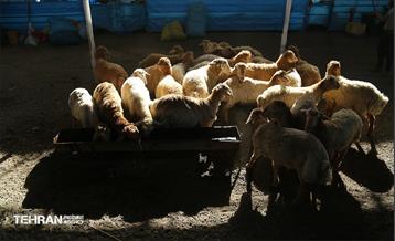 عرضه دام زنده بهداشتی ویژه روز عرفه و عید قربان 27