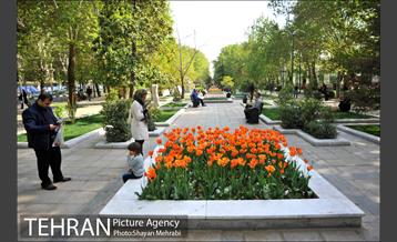 رویش گل های لاله در بوستان ملت 3