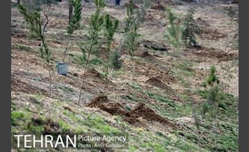 آیین کاشت درخت دانش در بوستان جنگلی چیتگر 23