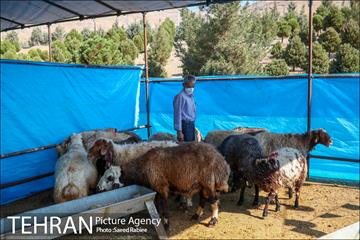 مرکز عرضه دام بهداشتی به مناسبت عید قربان در منطقه 22 تهران 6
