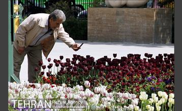لاله های بهاری پارک شهر 15