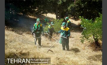 علف زنی بوستانهای تهران برای مقابله با آتش سوزی 17