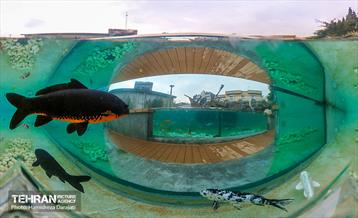 اقیانوس پارک  41