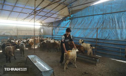 عرضه دام زنده بهداشتی ویژه روز عرفه و عید قربان 24