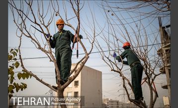 آغاز فصل هرس درختان 13