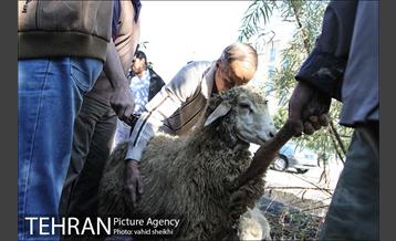 بازار فروش دام در محله طرشت به مناسبت عید قربان 13
