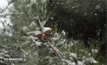 بارش برف زمستانی در منطقه ۲ 30
