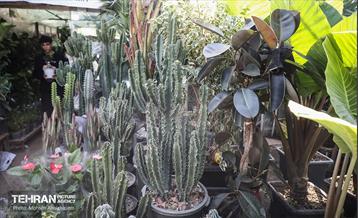 بازار گل شهید محلاتی در آخرین روزهاى سال 33