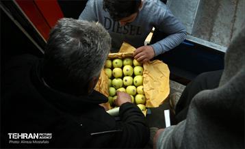 توزیع میوه شب عید قیمت تنظیم بازار در میادین و بازارهای میوه و تره‌بار 5