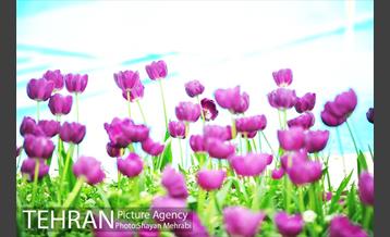 رویش گل لاله در پارک شهر 9