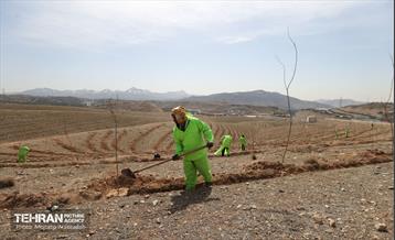 بهره‌برداری از فاز دوم طرح جنگلکاری کمربند سبز 21