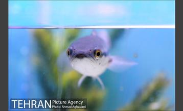 آکواریوم پارک شهر 7