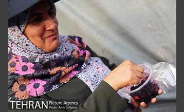 دومین جشنواره شاتوت دردهستان سولقان 22