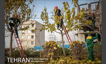 آغاز فصل هرس درختان- 2