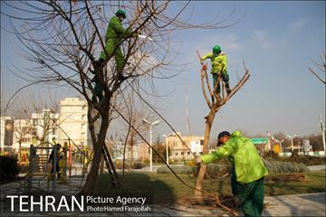 عملیات هرس درختان درمعابر و بوستانهای مناطق تهران 24