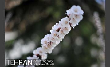 رویش گل های لاله در پارک ملت 8