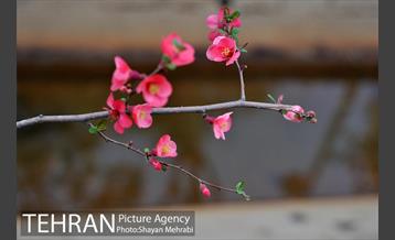 شکوفه های بهاری در پایتخت 13