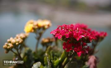 هوای بهاری منطقه 5 11