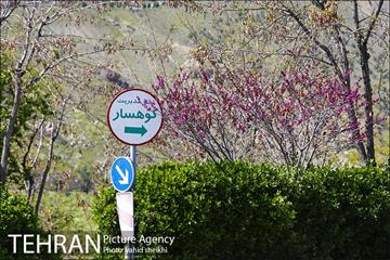 بوستان جنگلی کوهسار 7