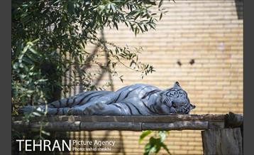 باغ وحش ارم 30