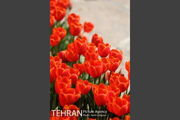 باغ گل لاله های ایرانی در بوستان آبشار تهران‎ 25