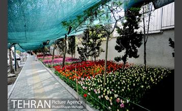 پیاده راه لاله مادران 50