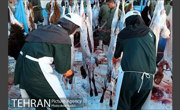 مراکز عرضه بهداشتی دام زنده 26