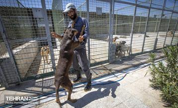 مهربانی با سگ های بدون صاحب 32