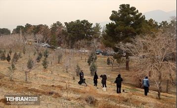 کاشت 2000 نهال مثمر در بوستان جنگلی چیتگر 10