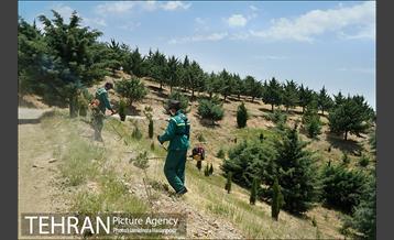علف زنی بوستانهای تهران برای مقابله با آتش سوزی 26