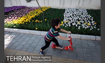 پیاده راه لاله مادران 36