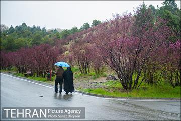 طبیعت بهاری پارک جنگلی لویزان‎  19