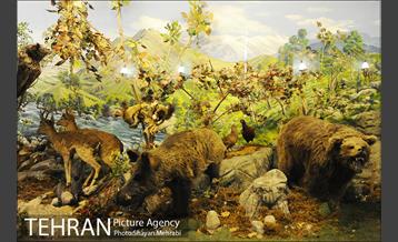 موزه حیات وحش هفت چنار 35